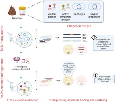 The gut virome and the relevance of temperate phages in human health